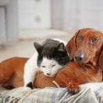 Black and white cat cuddling with a brown dachshund on a soft striped blanket indoors