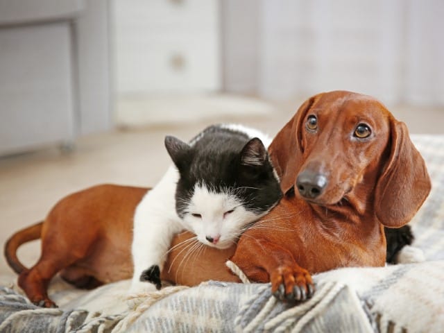 Black and white cat cuddling with a brown dachshund on a soft striped blanket indoors