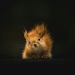 Red squirrel with fluffy fur and perked ears on a dark ledge gazing at the camera against a black background
