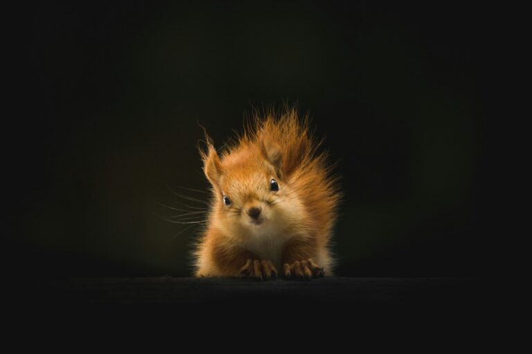 Red squirrel with fluffy fur and perked ears on a dark ledge gazing at the camera against a black background