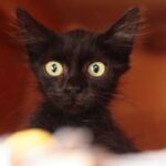 Close up of a curious black kitten with large yellow eyes looking at the camera at close range