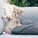 Curious kitten with green eyes peeks out from between a light pillow and blue couch cushions on a denim sofa