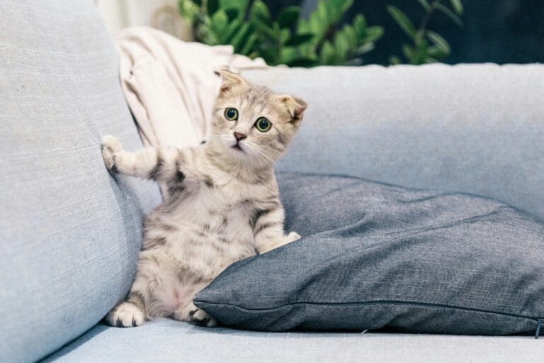 Curious kitten with green eyes peeks out from between a light pillow and blue couch cushions on a denim sofa