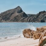 Rocky offshore island rising from a calm blue sea with a sandy beach in the foreground and a spiky plant at the edge of the frame