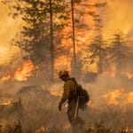 Firefighter in yellow protective gear and helmet walks through a smoky forest fire with flames burning around him