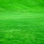 Expansive green grassy field under bright sunlight with even turf stretching to the horizon