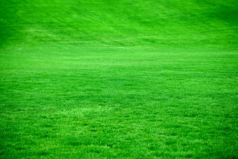 Expansive green grassy field under bright sunlight with even turf stretching to the horizon